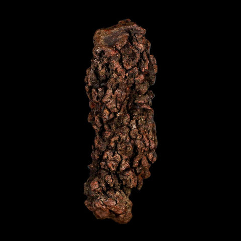 3.7" Prehistoric Coprolite Fossil Specimen Poop Dung Miocene Madagascar