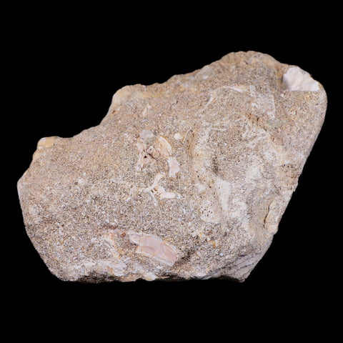 1.5" Mosasaur Prognathodon Fossil Tooth In Matrix Cretaceous Dinosaur Era COA - Fossil Age Minerals