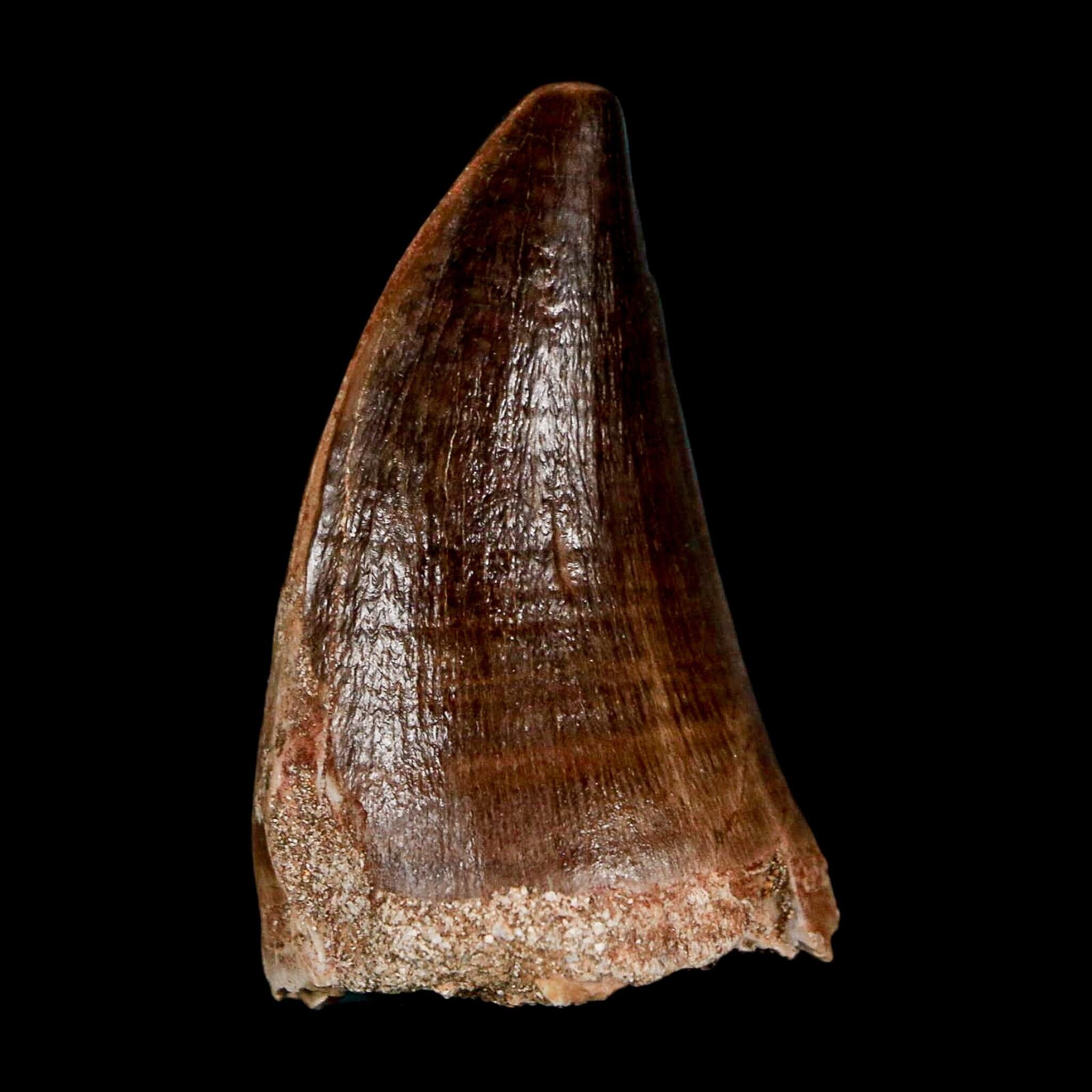 1.9" Mosasaur Prognathodon Fossil Tooth Cretaceous Dinosaur Era COA & Stand - Fossil Age Minerals