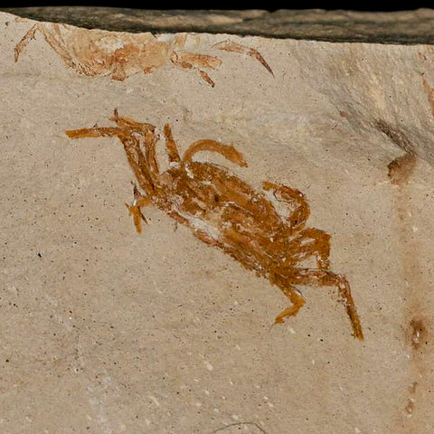 1.4" Fossil Crab Pinnixa Galliheri Pea Crab Monterey Cty San Luis Obispo Miocene Epoch - Fossil Age Minerals