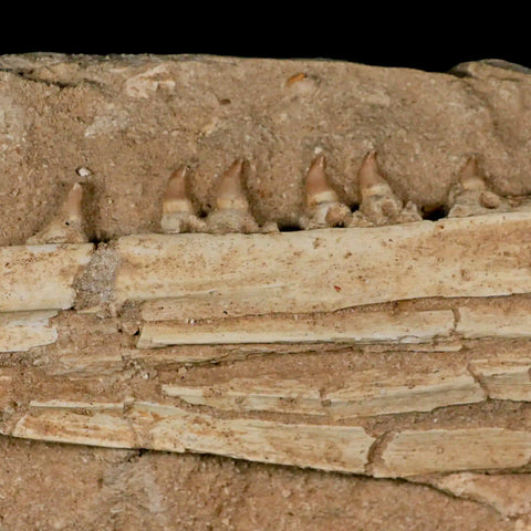 12.2" Mosasaur Platecarpus Fossil Jaw Teeth Cretaceous Dinosaur Era COA Stand - Fossil Age Minerals