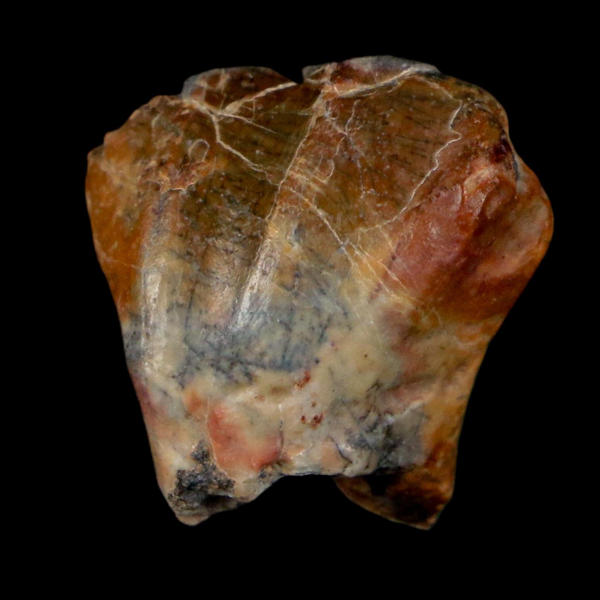 0.8" Ouranosaurus Fossil Tooth Cretaceous Age Iguanodontid Dinosaur Niger