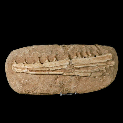12.2" Mosasaur Platecarpus Fossil Jaw Teeth Cretaceous Dinosaur Era COA Stand - Fossil Age Minerals