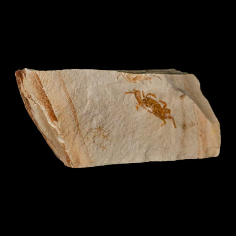 1.4" Fossil Crab Pinnixa Galliheri Pea Crab Monterey Cty San Luis Obispo Miocene Epoch - Fossil Age Minerals
