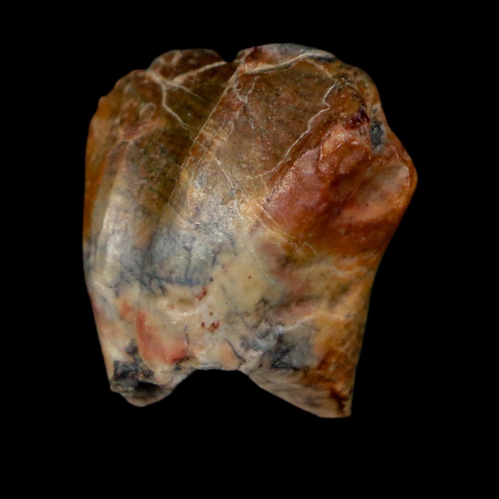 0.8" Ouranosaurus Fossil Tooth Cretaceous Age Iguanodontid Dinosaur Niger
