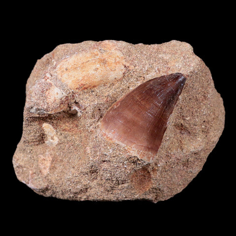 1.4" Mosasaur Prognathodon Fossil Tooth In Matrix Cretaceous Dinosaur Era COA - Fossil Age Minerals
