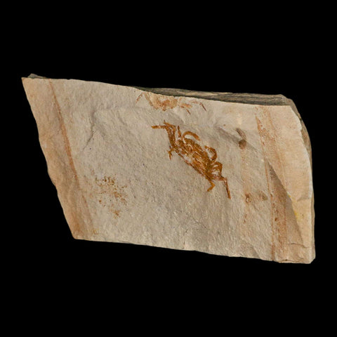 1.4" Fossil Crab Pinnixa Galliheri Pea Crab Monterey Cty San Luis Obispo Miocene Epoch - Fossil Age Minerals