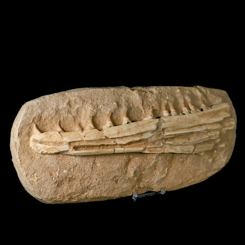 12.2" Mosasaur Platecarpus Fossil Jaw Teeth Cretaceous Dinosaur Era COA Stand - Fossil Age Minerals