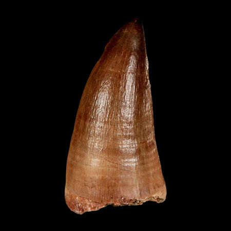 XL 2.1" Mosasaur Prognathodon Fossil Tooth Cretaceous Dinosaur Era COA & Stand