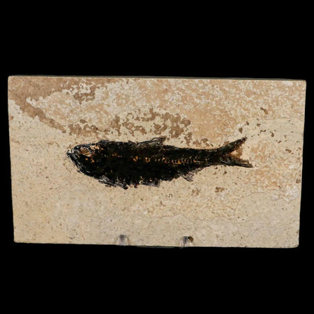 XL 4.5" Knightia Eocaena Fossil Fish Green River FM WY Eocene Age COA & Stand