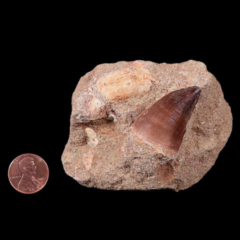1.4" Mosasaur Prognathodon Fossil Tooth In Matrix Cretaceous Dinosaur Era COA - Fossil Age Minerals