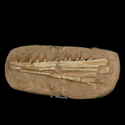 12.2" Mosasaur Platecarpus Fossil Jaw Teeth Cretaceous Dinosaur Era COA Stand - Fossil Age Minerals