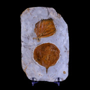Zizyphoides & Beringiaphyllum Fossil Plant Leaf Fort Union FM Paleocene Age MT Stand
