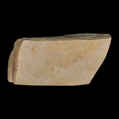 1.4" Fossil Crab Pinnixa Galliheri Pea Crab Monterey Cty San Luis Obispo Miocene Epoch - Fossil Age Minerals