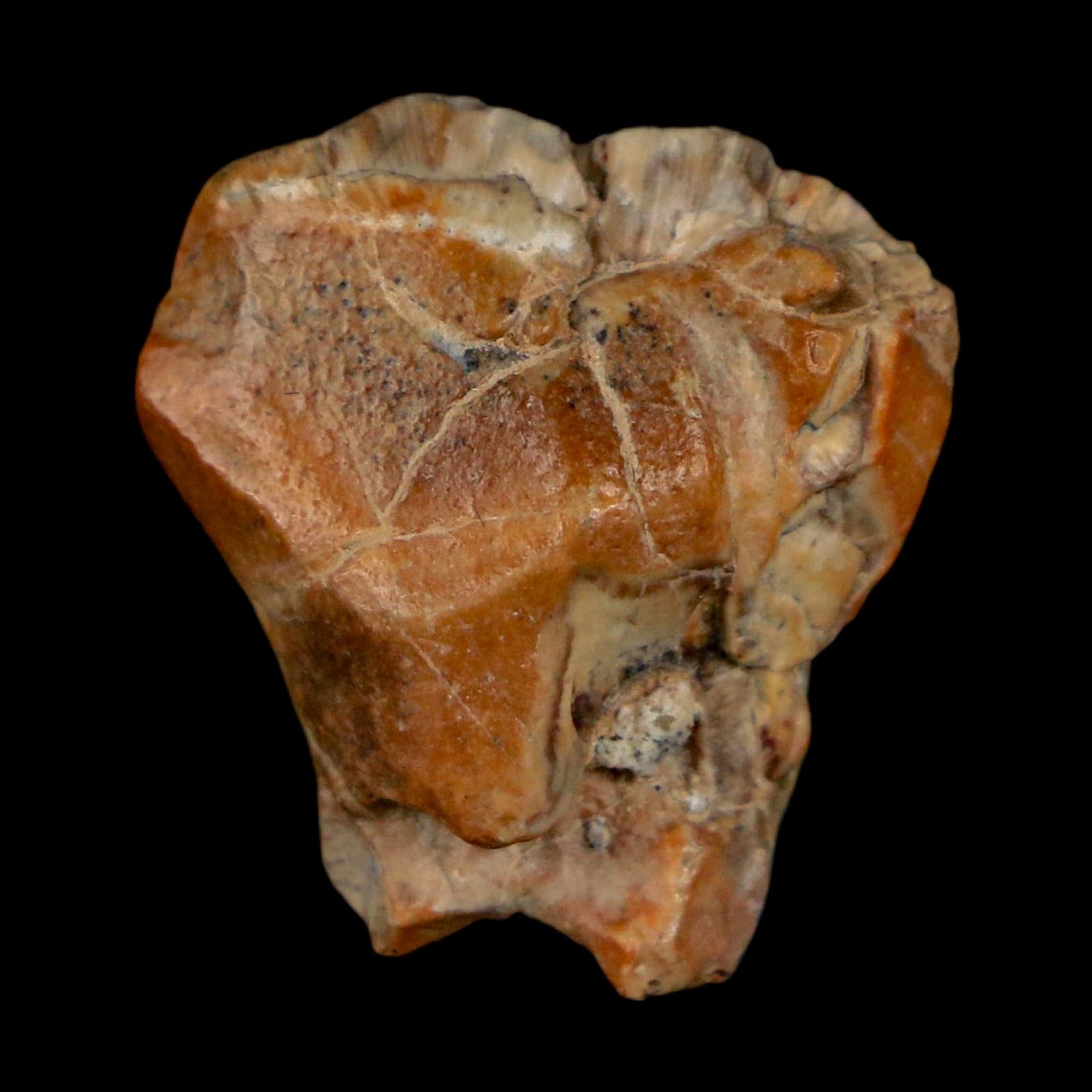 0.8" Ouranosaurus Fossil Tooth Cretaceous Age Iguanodontid Dinosaur Niger