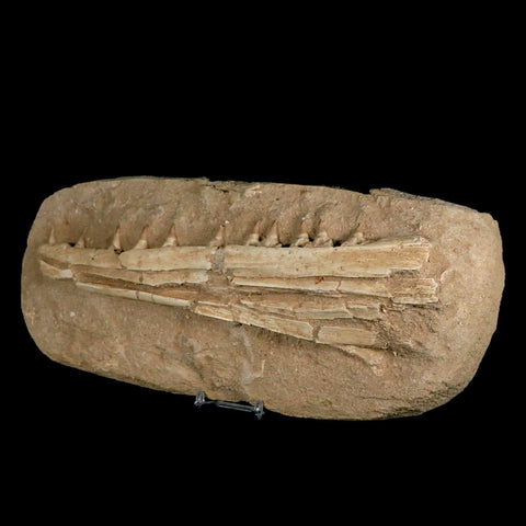 12.2" Mosasaur Platecarpus Fossil Jaw Teeth Cretaceous Dinosaur Era COA Stand - Fossil Age Minerals