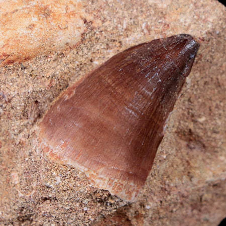 1.4" Mosasaur Prognathodon Fossil Tooth In Matrix Cretaceous Dinosaur Era COA