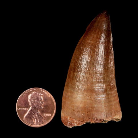 XL 2.1" Mosasaur Prognathodon Fossil Tooth Cretaceous Dinosaur Era COA & Stand