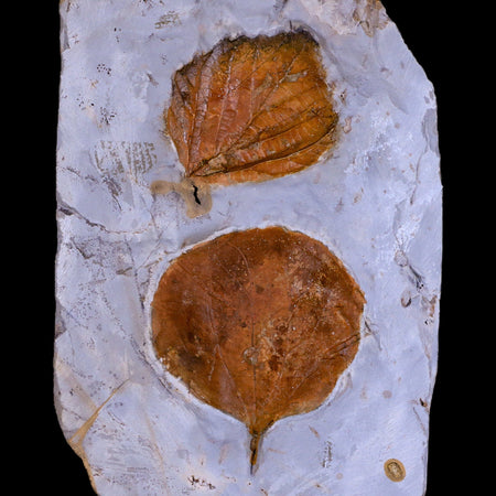 Zizyphoides & Beringiaphyllum Fossil Plant Leaf Fort Union FM Paleocene Age MT Stand