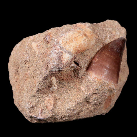 1.4" Mosasaur Prognathodon Fossil Tooth In Matrix Cretaceous Dinosaur Era COA - Fossil Age Minerals