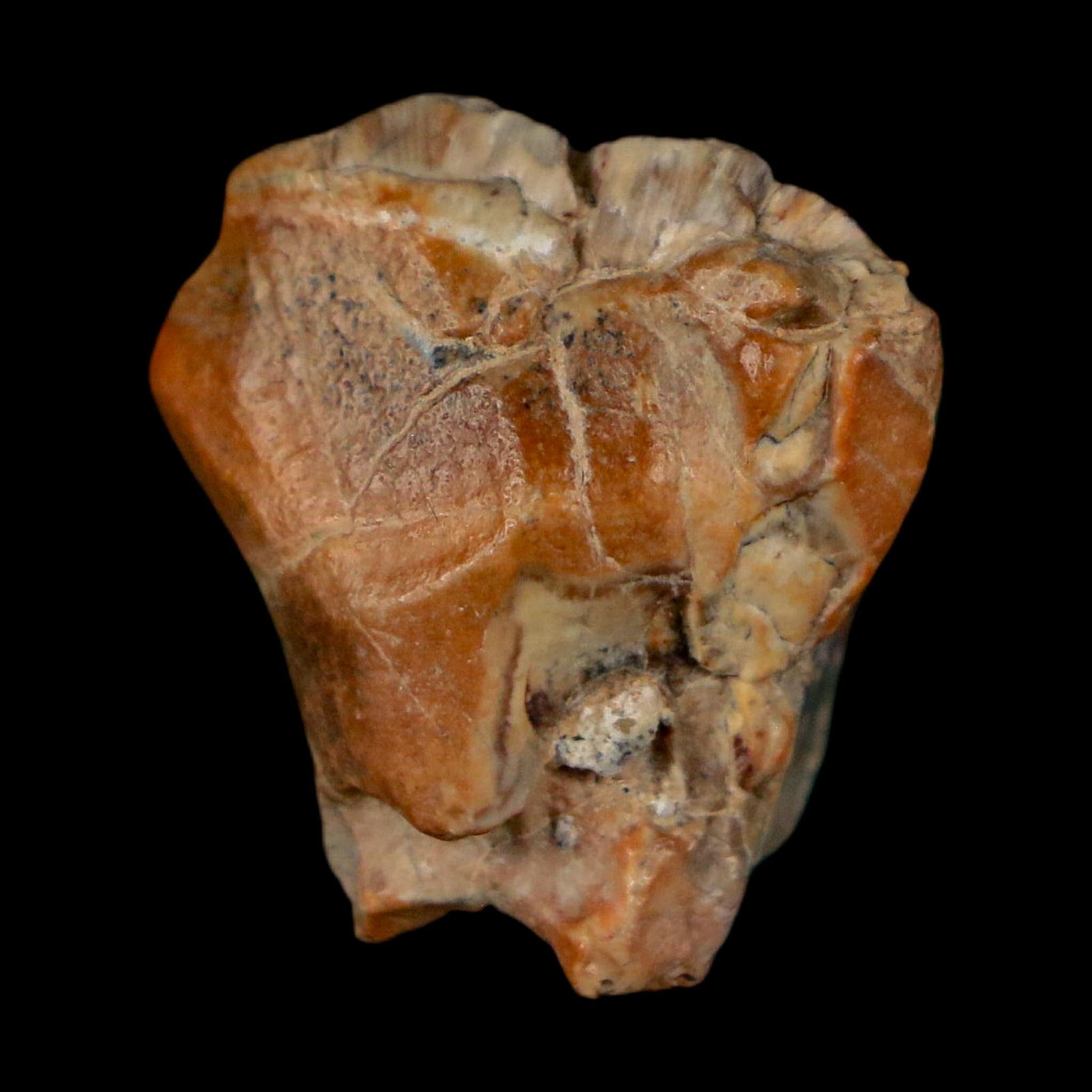 0.8" Ouranosaurus Fossil Tooth Cretaceous Age Iguanodontid Dinosaur Niger