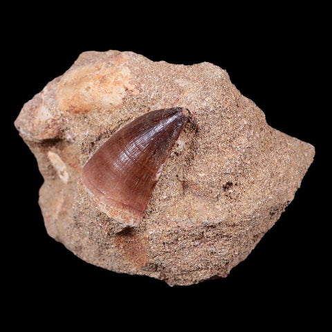 1.4" Mosasaur Prognathodon Fossil Tooth In Matrix Cretaceous Dinosaur Era COA - Fossil Age Minerals