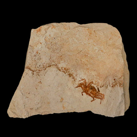0.9" Fossil Crab Pinnixa Galliheri Pea Crab Monterey Cty San Luis Obispo Miocene Epoch - Fossil Age Minerals