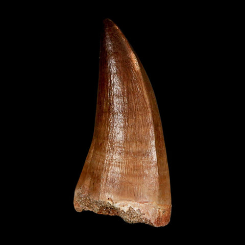 XL 2.1" Mosasaur Prognathodon Fossil Tooth Cretaceous Dinosaur Era COA & Stand