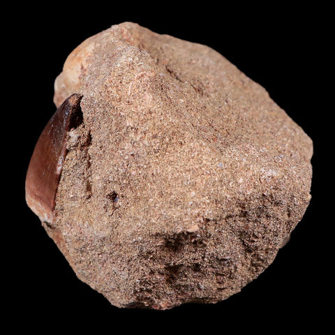 1.4" Mosasaur Prognathodon Fossil Tooth In Matrix Cretaceous Dinosaur Era COA - Fossil Age Minerals