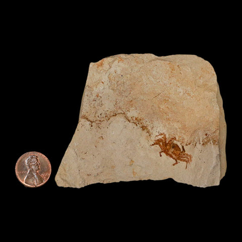 0.9" Fossil Crab Pinnixa Galliheri Pea Crab Monterey Cty San Luis Obispo Miocene Epoch - Fossil Age Minerals
