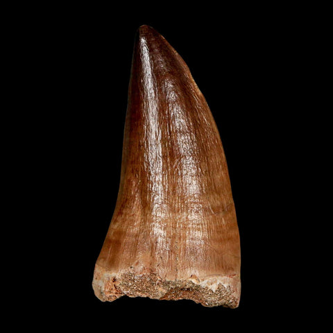 XL 2.1" Mosasaur Prognathodon Fossil Tooth Cretaceous Dinosaur Era COA & Stand