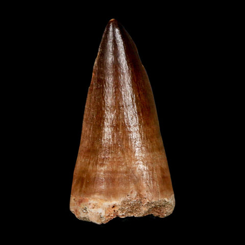 XL 2.1" Mosasaur Prognathodon Fossil Tooth Cretaceous Dinosaur Era COA & Stand