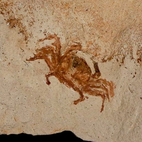 0.9" Fossil Crab Pinnixa Galliheri Pea Crab Monterey Cty San Luis Obispo Miocene Epoch - Fossil Age Minerals