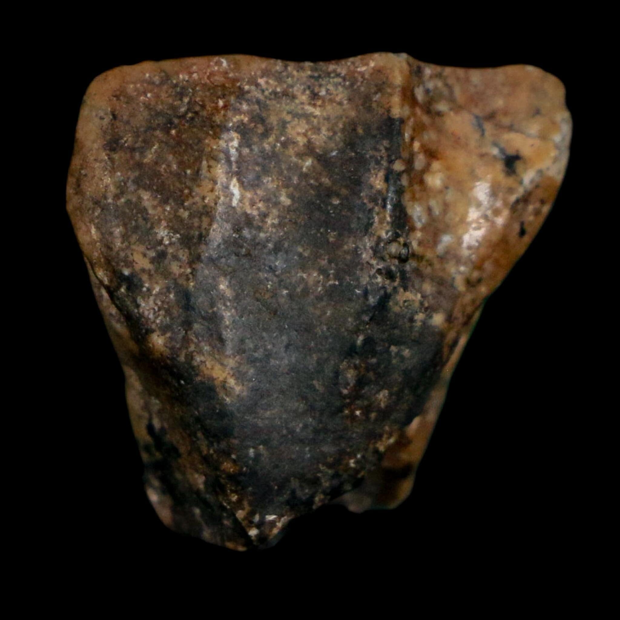 0.8" Ouranosaurus Fossil Tooth Cretaceous Age Iguanodontid Dinosaur Niger