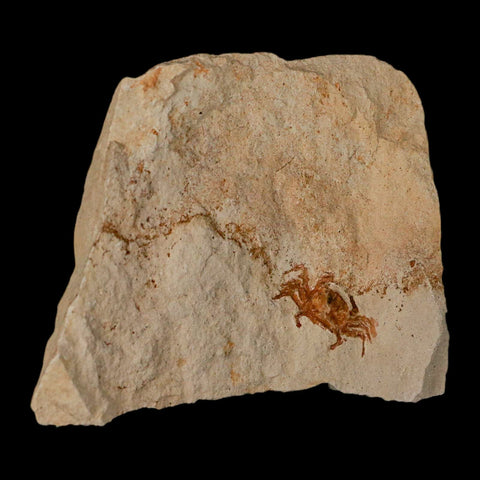 0.9" Fossil Crab Pinnixa Galliheri Pea Crab Monterey Cty San Luis Obispo Miocene Epoch - Fossil Age Minerals