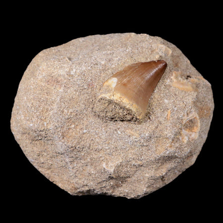 1.3" Mosasaur Prognathodon Fossil Tooth In Matrix Cretaceous Dinosaur Era COA