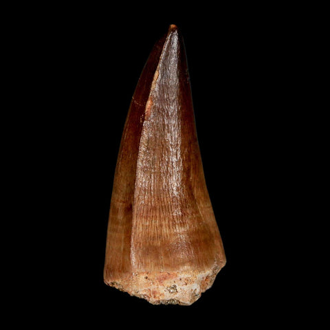 XL 2.1" Mosasaur Prognathodon Fossil Tooth Cretaceous Dinosaur Era COA & Stand