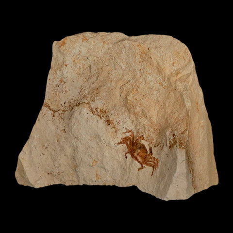 0.9" Fossil Crab Pinnixa Galliheri Pea Crab Monterey Cty San Luis Obispo Miocene Epoch - Fossil Age Minerals