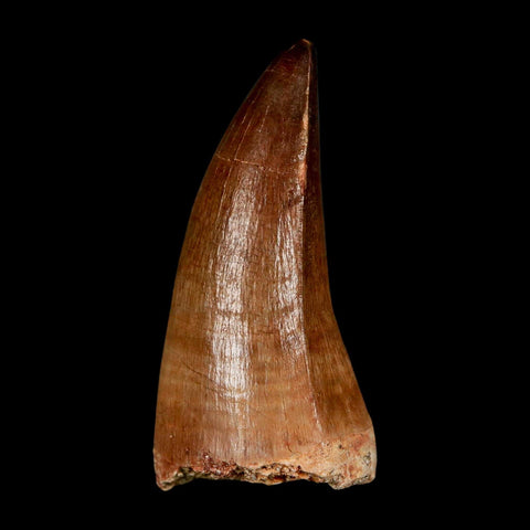 XL 2.1" Mosasaur Prognathodon Fossil Tooth Cretaceous Dinosaur Era COA & Stand