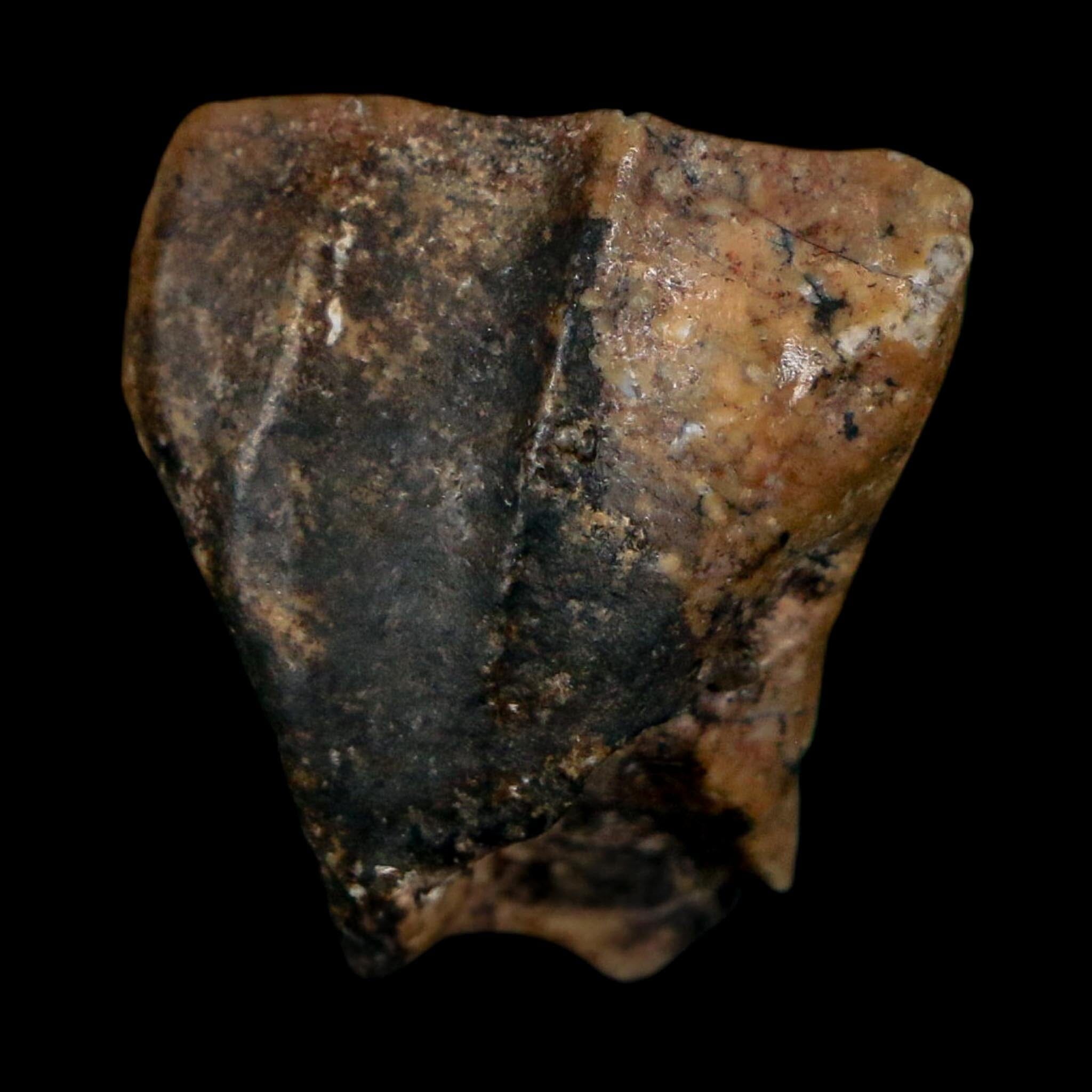 0.8" Ouranosaurus Fossil Tooth Cretaceous Age Iguanodontid Dinosaur Niger