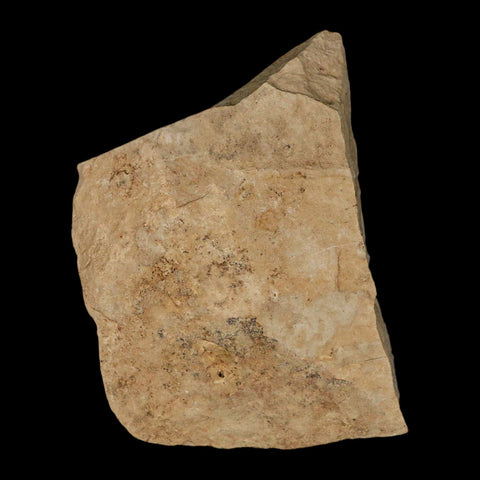 0.9" Fossil Crab Pinnixa Galliheri Pea Crab Monterey Cty San Luis Obispo Miocene Epoch - Fossil Age Minerals