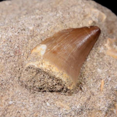 1.3" Mosasaur Prognathodon Fossil Tooth In Matrix Cretaceous Dinosaur Era COA - Fossil Age Minerals