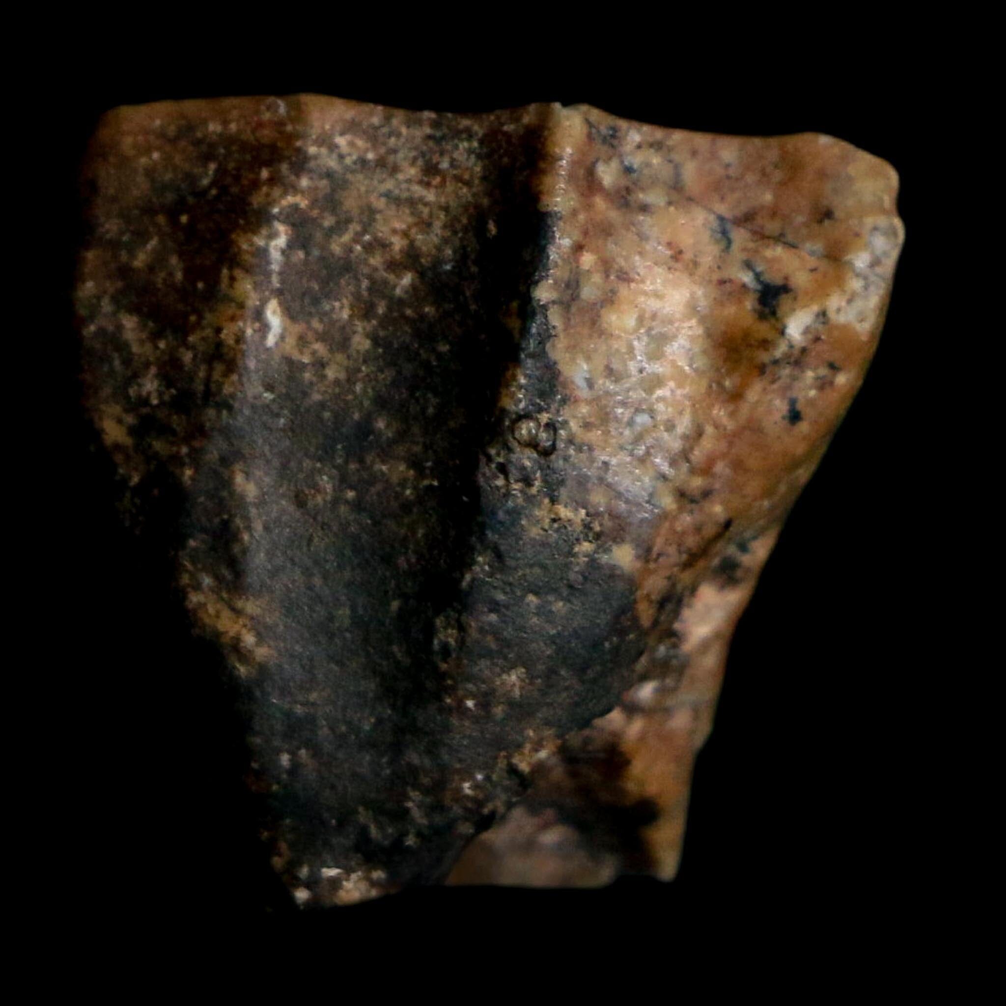 0.8" Ouranosaurus Fossil Tooth Cretaceous Age Iguanodontid Dinosaur Niger