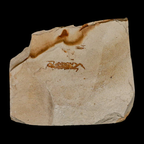 1.1" Fossil Crab Pinnixa Galliheri Pea Crab Monterey Cty San Luis Obispo Miocene Epoch - Fossil Age Minerals