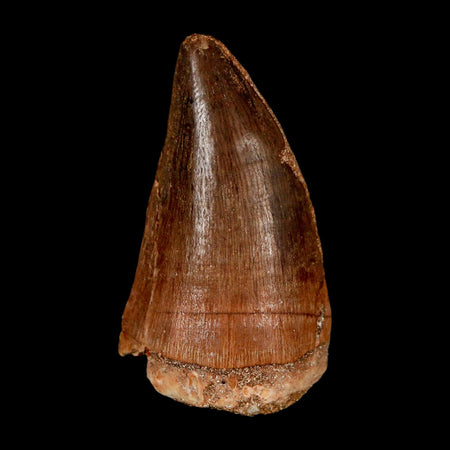 XL 2" Mosasaur Prognathodon Fossil Tooth Cretaceous Dinosaur Era COA & Stand