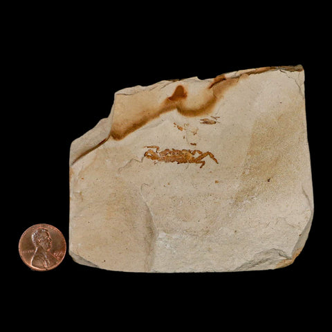 1.1" Fossil Crab Pinnixa Galliheri Pea Crab Monterey Cty San Luis Obispo Miocene Epoch - Fossil Age Minerals