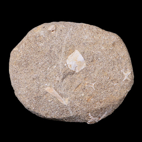 1.3" Mosasaur Prognathodon Fossil Tooth In Matrix Cretaceous Dinosaur Era COA - Fossil Age Minerals