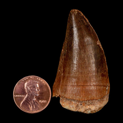 XL 2" Mosasaur Prognathodon Fossil Tooth Cretaceous Dinosaur Era COA & Stand