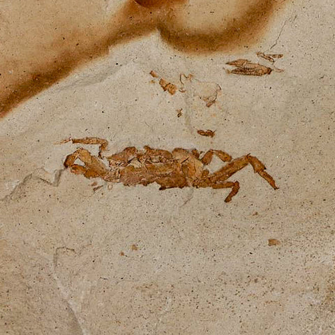 1.1" Fossil Crab Pinnixa Galliheri Pea Crab Monterey Cty San Luis Obispo Miocene Epoch - Fossil Age Minerals