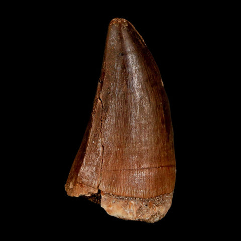 XL 2" Mosasaur Prognathodon Fossil Tooth Cretaceous Dinosaur Era COA & Stand